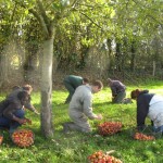 le ramassage des pommes