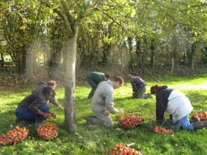 le ramassage des pommes